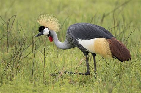 Grey Crowned Crane Beautiful Birds, Crane, Flying, Creatures, Grey ...