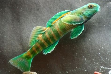 Candy Darter fish? | AquariaCentral.com