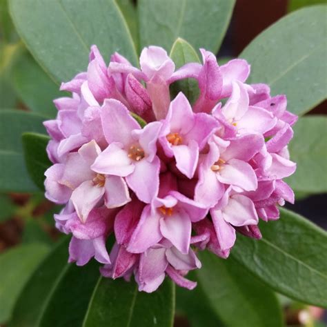 Daphne odora 'Sweet Amethyst' - daphne | Fragrant plant, Daphne plant ...