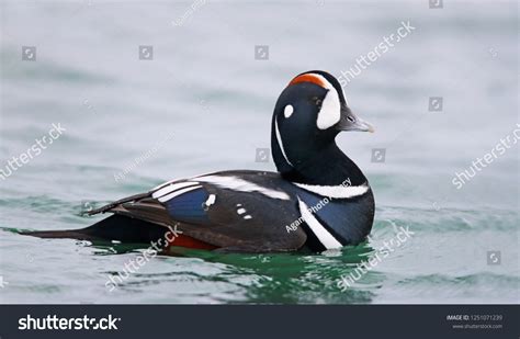 419 Male harlequin ducks Images, Stock Photos & Vectors | Shutterstock