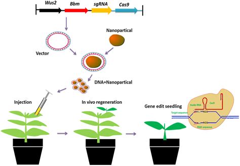 Top 114+ Animal cell transformation methods - Merkantilaklubben.org