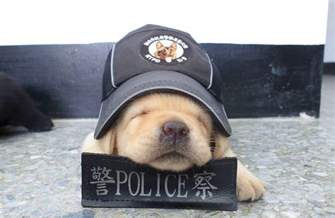 K9 Police Puppies