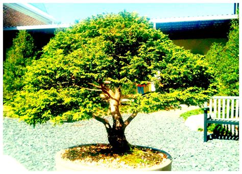 Bonsai- Monastery of the Holy Ghost Conyers, GA | Bonsai, Plants, Holy ghost