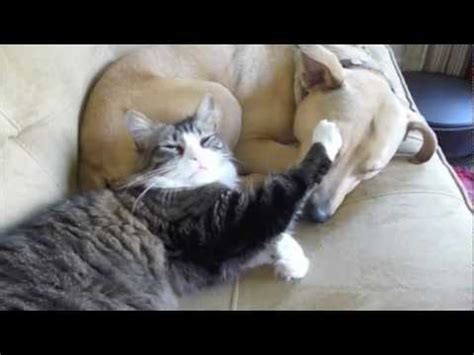 Cat cuddles with Dog : aww