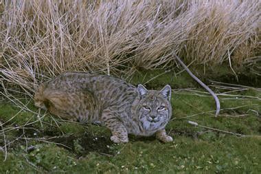 In Pennsylvania, shorter bobcat seasons open to more hunters, trappers - pennlive.com