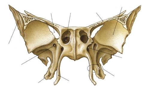 Sphenoid bone (anterior surface) Diagram | Quizlet