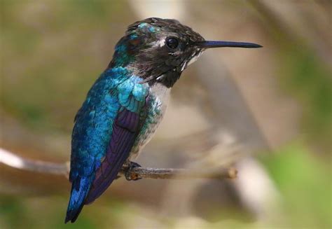 Cuban Bee Hummingbird or Zunzuncito represents Cuba Explorer