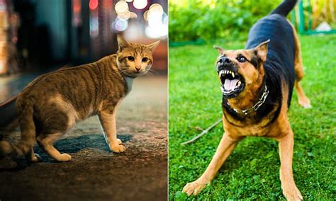 Cats could be banned from going outside and dogs could be seized for barking too loudly | Daily ...