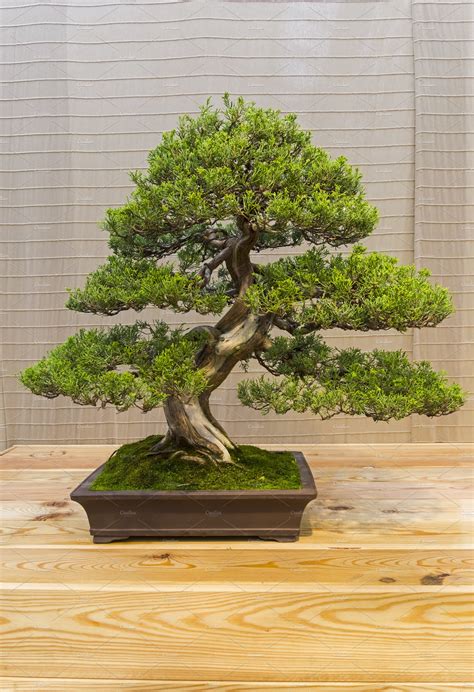 Best Bonsai Tree Ideas of all time Don t miss out | leafyzen