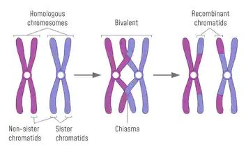 Homologous Chromosomes And Sister Chromatids