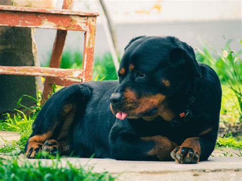 Main reasons why a Rottweiler is not eating food | Fortail Rottweiler