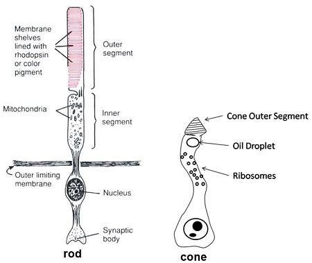 Photoreceptors Definition, Location & Structure | Study.com