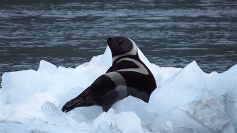 Rare Ribbon Seal Sighting In Prince William Sound | Alaska Public Media