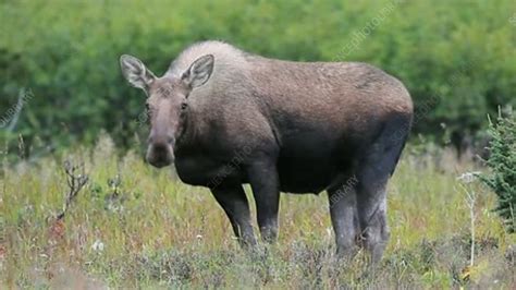 Female moose - Stock Video Clip - K004/4066 - Science Photo Library