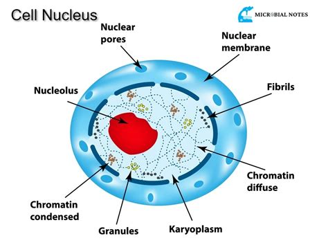 What is a Nucleus - Structure And its Function - Microbial notes