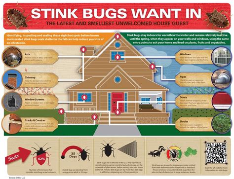 What Attracts Stink Bugs | Stink Bug Infestation | Orkin