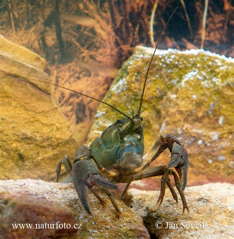 Astacus astacus Pictures, Noble Crayfish Images, Nature Wildlife Photos | NaturePhoto