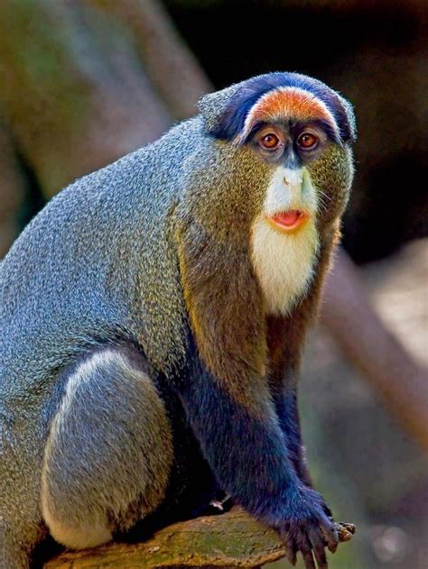 AMAZING STORIES AROUND THE WORLD: De Brazza's Monkey - Cercopithecus neglectus