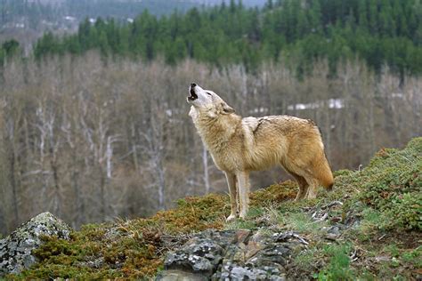 Tundra Wolf Howling #2, Kalispell, Montana Photograph by Ross Warner ...