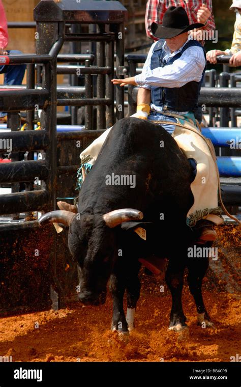 Rodeo bull rider performance at the Texas State Fair rodeo arena/Dallas ...