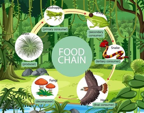 Food chain diagram concept on forest background 2156500 Vector Art at Vecteezy