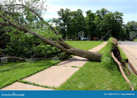 Uprooted Tree Fallen Over a Sidewalk Stock Photo - Image of trunk, wind: 153877316