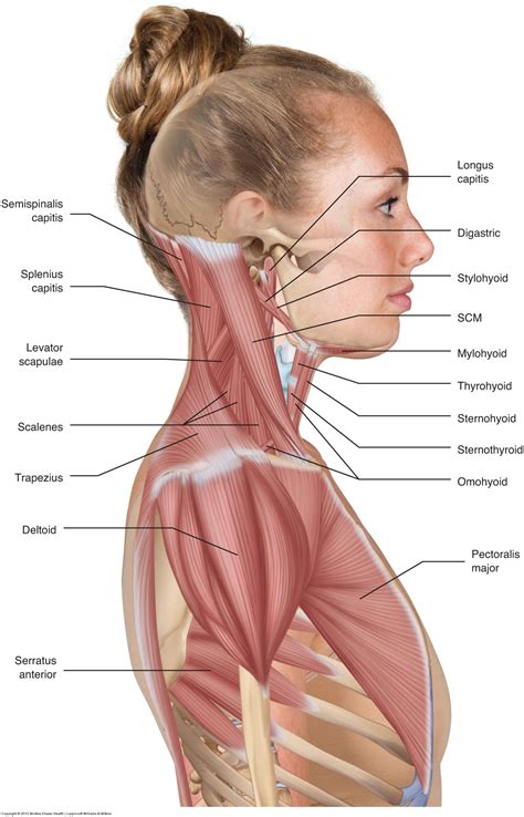 Body anatomy, Human body anatomy, Human muscle anatomy