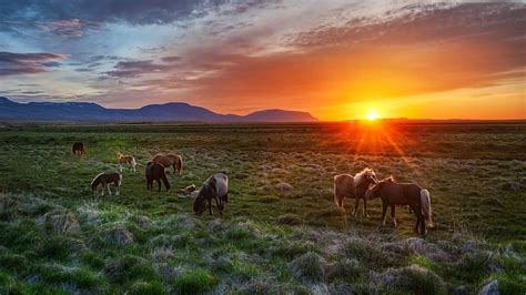 HD wallpaper: wild horses, sunset, field, meadow | Wallpaper Flare