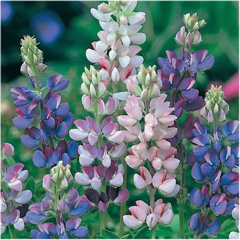 Growing Lupine Flowers – Planting & Caring for Lupinus | Garden Design