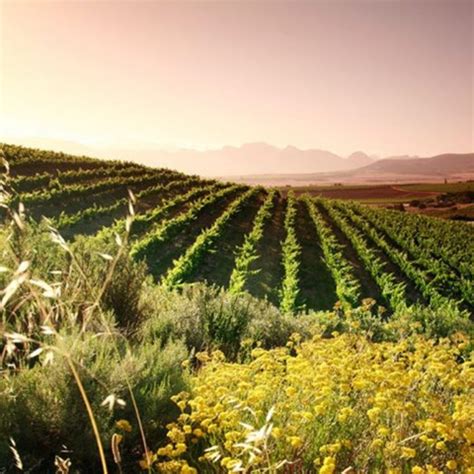 Cheers! South Africa’s wonderful wine routes | wine.co.za