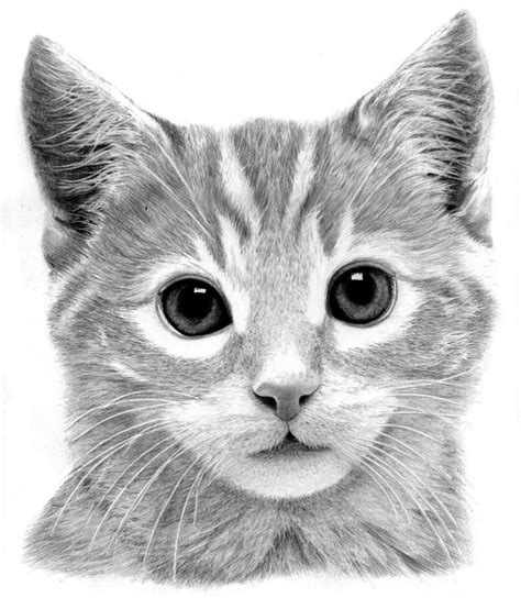 Cómo Dibujar Un Gato A Realista Draw A Realistic Cat With Pencil ...