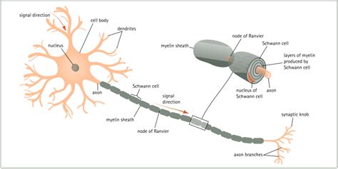 The Truth About How Your Brain Gets Smarter