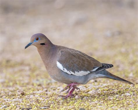 Paloma Alas Blancas | Guía de Aves