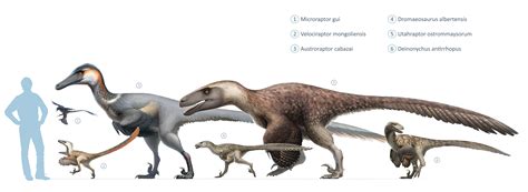 Size comparison of a velociraptor and it's cousins relative to the ...