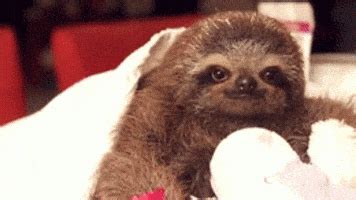 Cute Sloth GIFs - Find & Share on GIPHY