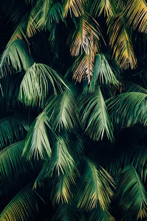 HD wallpaper: palm tree, leaves, plant, branches, green, brown, nature, tropical Climate ...