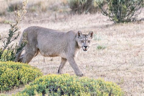 Wildlife in Patagonia: 20 Amazing Species | Celebrity Cruises