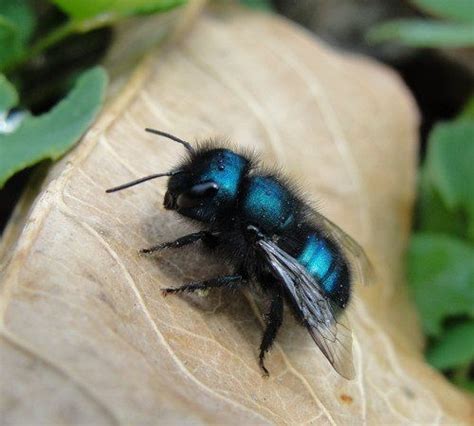 Blue Orchard Mason Bee | Mason bees, Bees for sale, Orchard bees