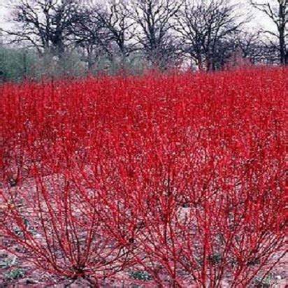 Cornus sericeaRed Twig Dogwood – DROPSEED