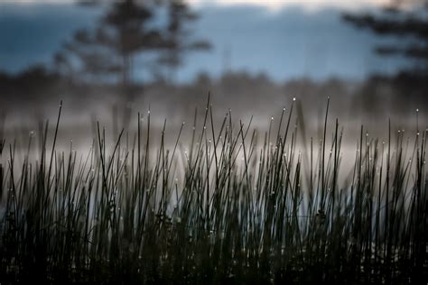 Contact - Capture Estonia Nature and Photography Tours