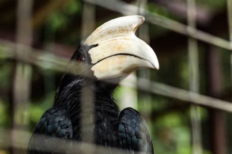 Hornbill Sarawak Stock Photos, Pictures & Royalty-Free Images - iStock