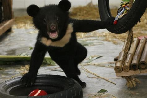 Vietnam fires foe of moon-bear sanctuary | South China Morning Post