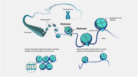 Histone Protein Structure