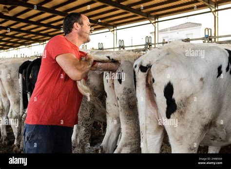 Veterinarian making the procedure of an artificial insemination in a ...