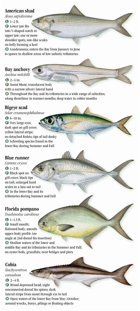 Chesapeake Bay Fish Chart