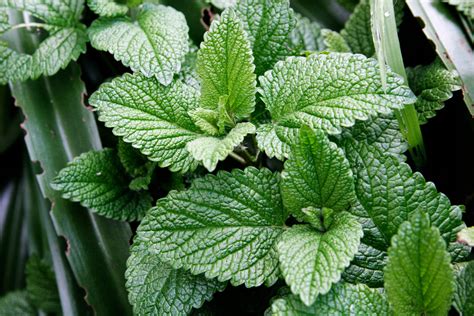 File:Mint leaves.jpg - Wikimedia Commons