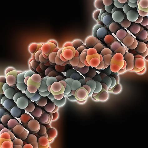 B-DNA molecule Photograph by Science Photo Library - Pixels