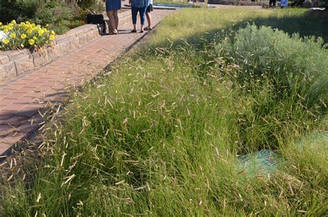 Blonde Ambition® Blue Grama Grass ... Dutchman's Pipe, Soil Conservation, Tall Fescue, Leyland ...