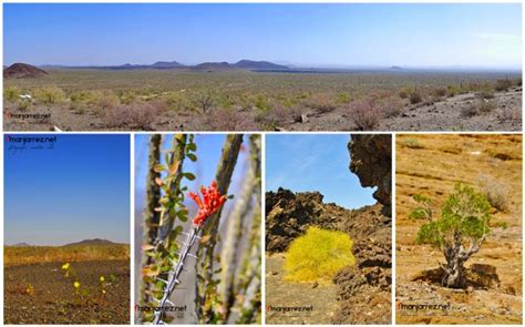 BiOjUnKiEs: Biodiversidad en Sonora