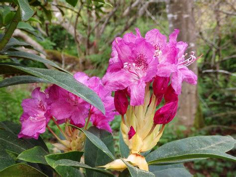 Rhododendrons - Photo Galleries - MCBG Corp. 2025 | Fort Bragg, California